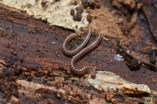 Ochre Snake Millipede, Campagnac-lès-Quercy, France, photo 7 of 10