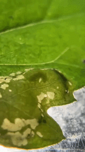 Parectopa plantaginisella photo 4