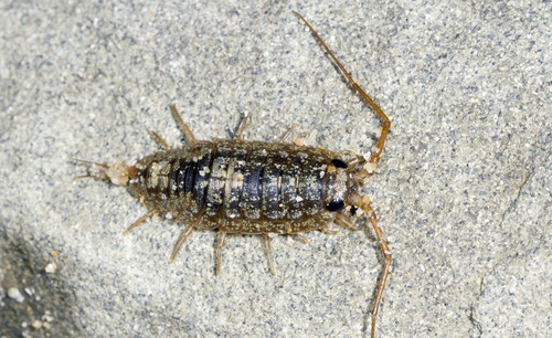 Ligia australiensis (Dana, 1853)