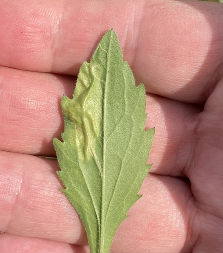 Parectopa plantaginisella photo 2