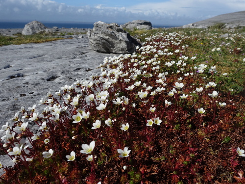 Saxifraga rosacea (Saxifraga rosacea)