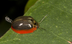 Paropsisterna agricola