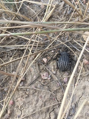 Philolithus sordidus