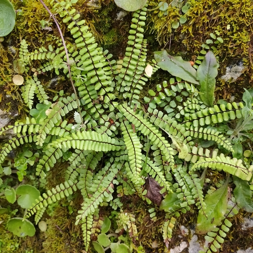 maidenhair spleenwort