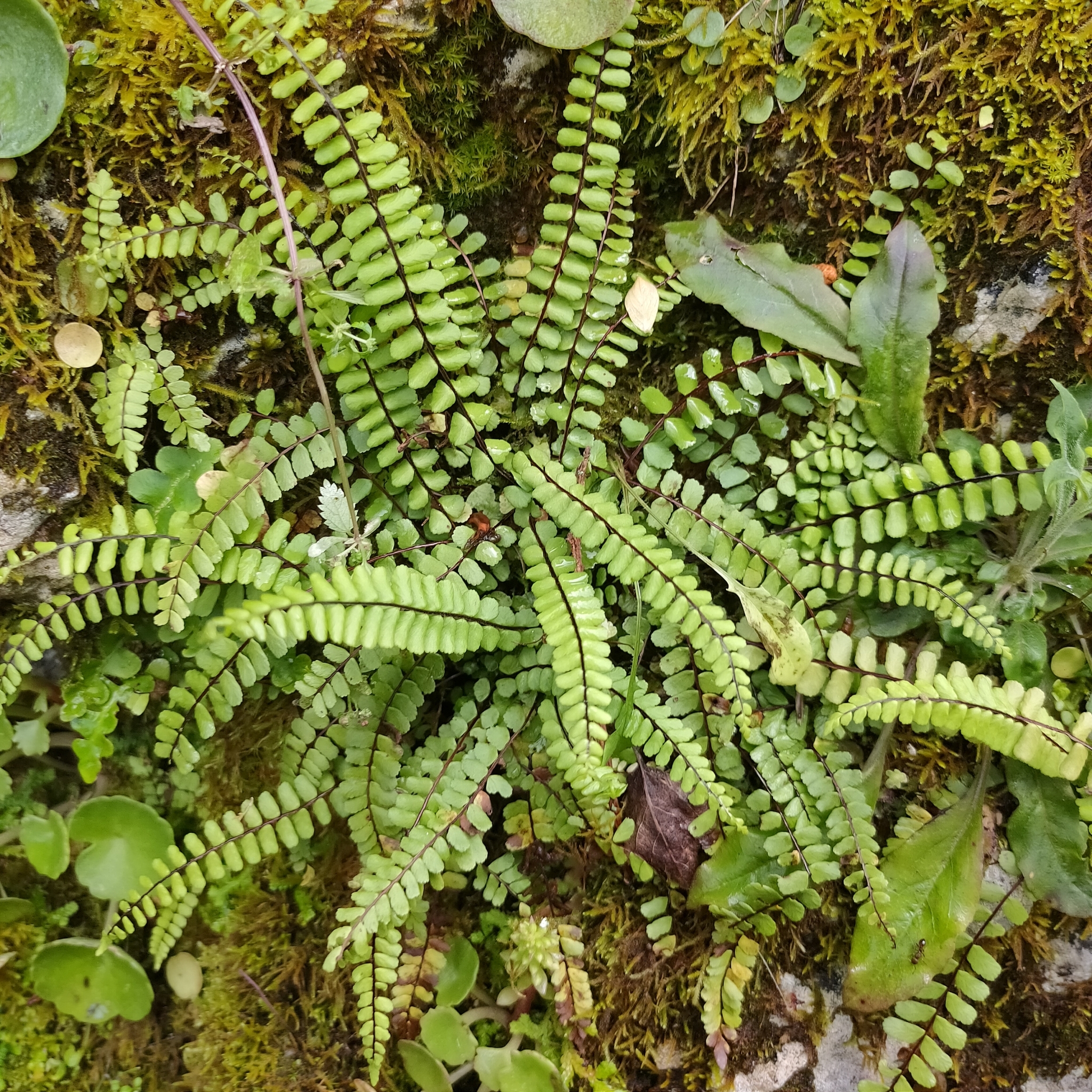 Asplenium trichomanes