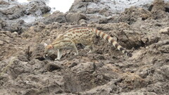 Rusty-Spotted Genet photo 4