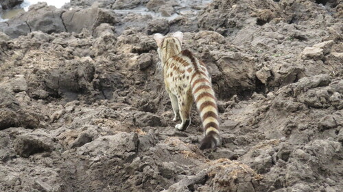 Rusty-spotted Genet, photo 5 of 7