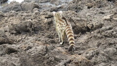 Rusty-Spotted Genet photo 5