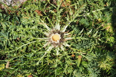 Carlina acaulis