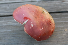 Russula lepida