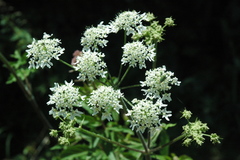 Heracleum sphondylium sphondylium
