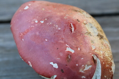 Russula lepida