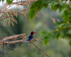 Halcyon cyanoventris