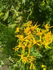 Senecio triangularis