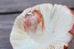 Russula lepida