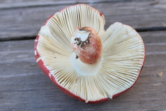 Russula lepida