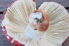 Russula lepida