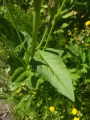 Senecio triangularis