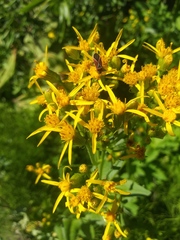 Senecio triangularis