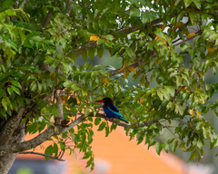 Halcyon cyanoventris