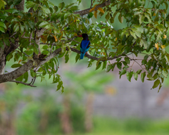 Halcyon cyanoventris