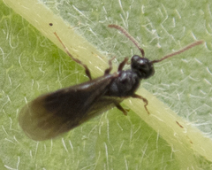 Myrmecina americana