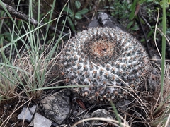 Mammillaria chionocephala