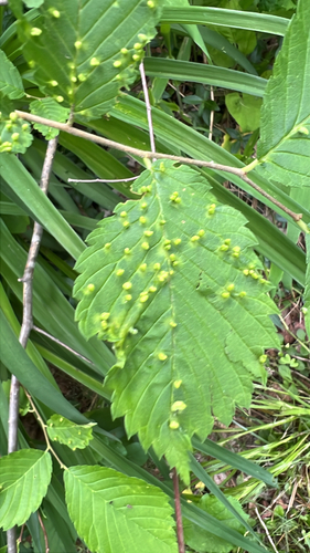 Elm Leaf Gall Mite