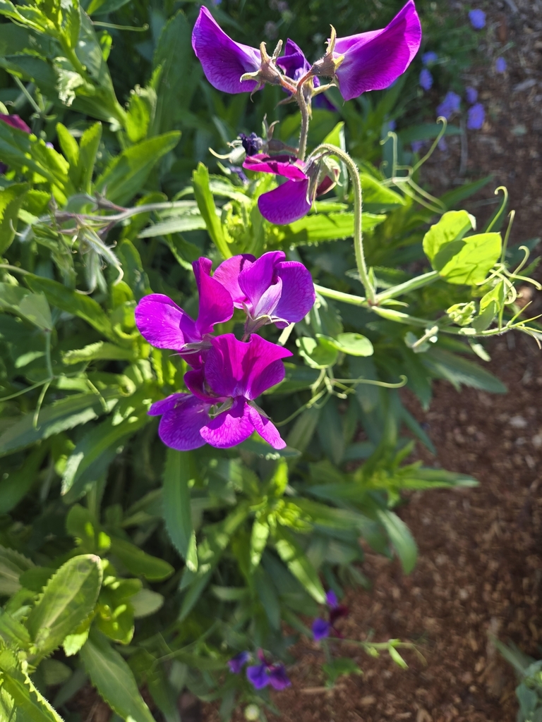 Lathyrus odoratus