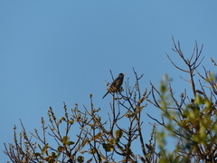 Hypsipetes madagascariensis