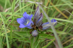 Gentiana puberulenta