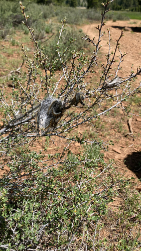 iNaturalist observation photo of Western Tent Caterpillar Moth