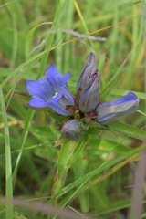 Gentiana puberulenta
