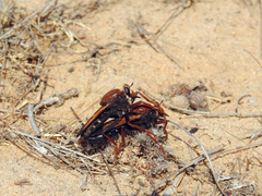 Asilus barbarus