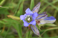 Gentiana puberulenta