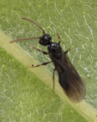 Myrmecina americana