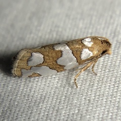 Pelochrista quinquemaculana