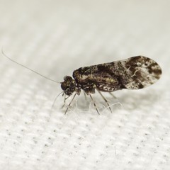 Trichadenotecnum desolatum