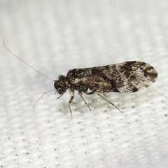 Trichadenotecnum desolatum