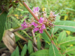 Decodon verticillatus