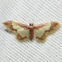 Idaea basinta