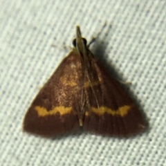 Pyrausta pseuderosnealis
