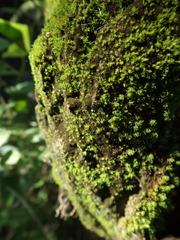 Thuidium peruvianum