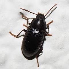 Nalassus dermestoides