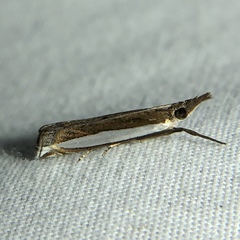 Crambus quinquareatus