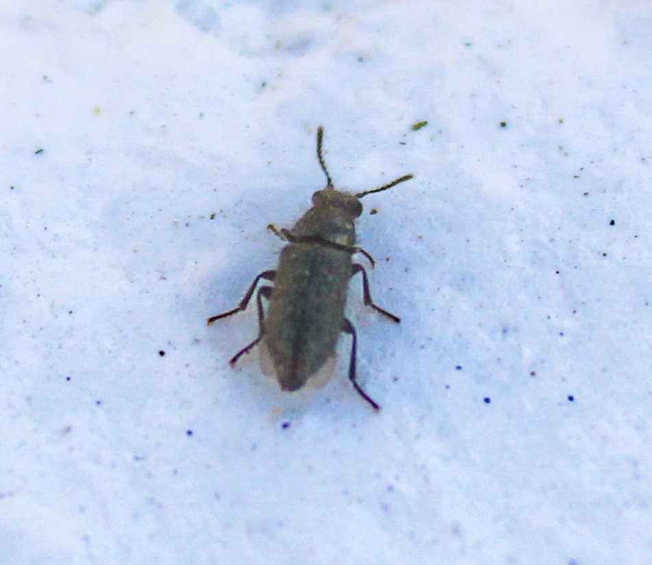 Eutrichopleurus