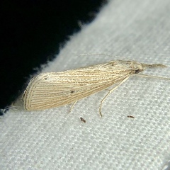 Eoreuma densellus