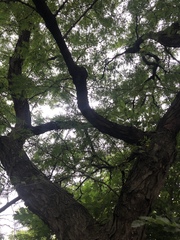 Gleditsia triacanthos