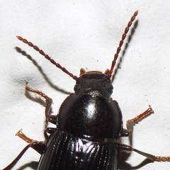 Nalassus dermestoides