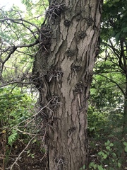 Gleditsia triacanthos